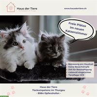 Ferien fürs Büsi 🐱 Betreuung im «Haus der Tiere»