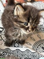Maine Coon Kitten Mischlinge zu vergeben