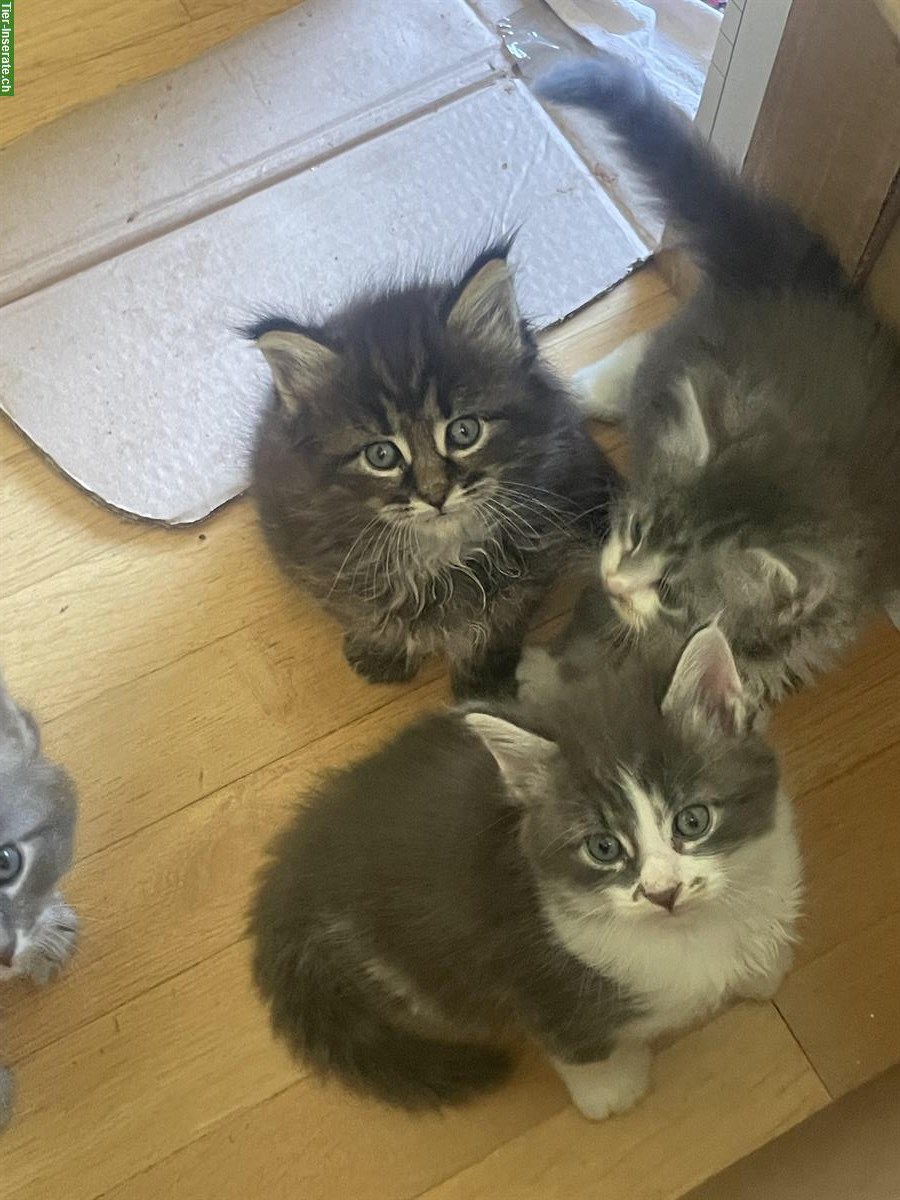 Bild 10: Maine Coon Kitten Mischlinge zu vergeben