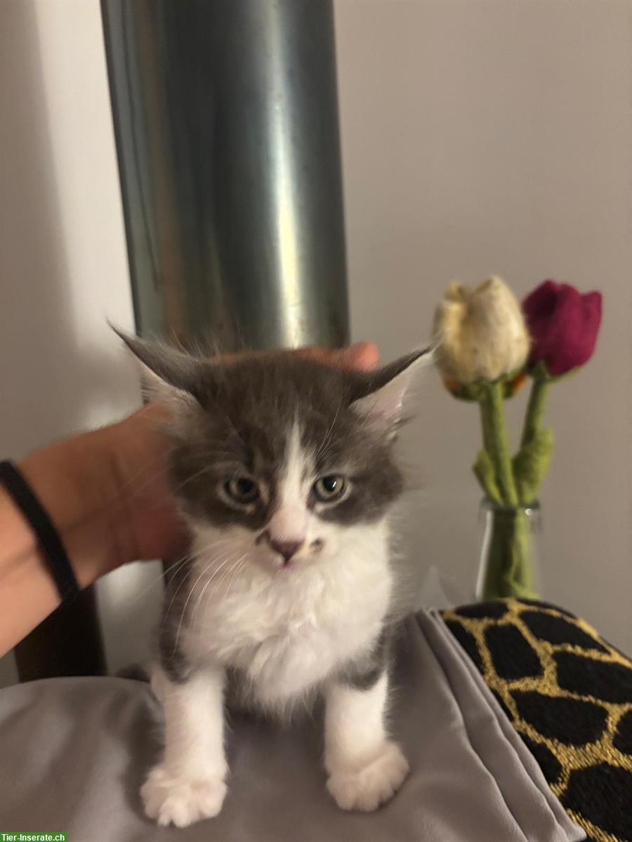 Bild 2: Maine Coon Kitten Mischlinge zu vergeben