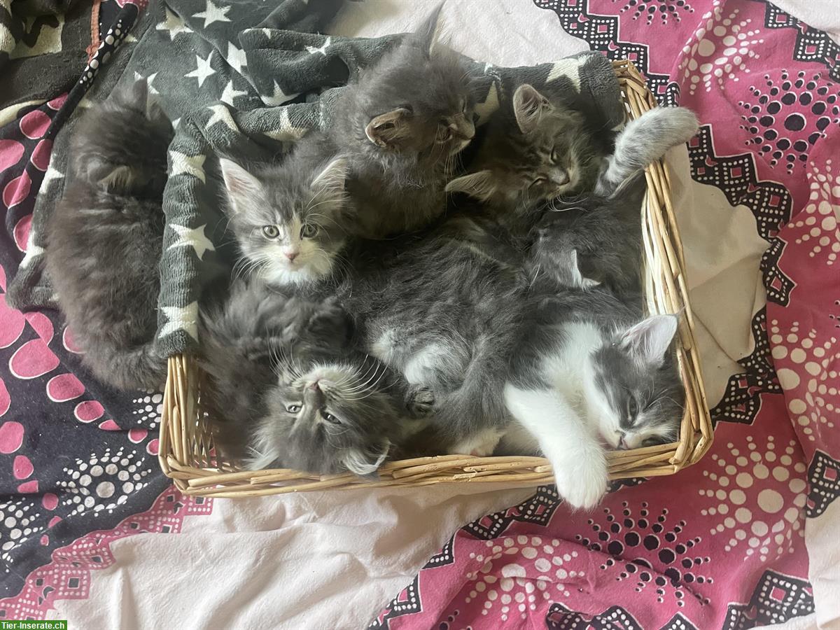 Bild 3: Maine Coon Kitten Mischlinge zu vergeben