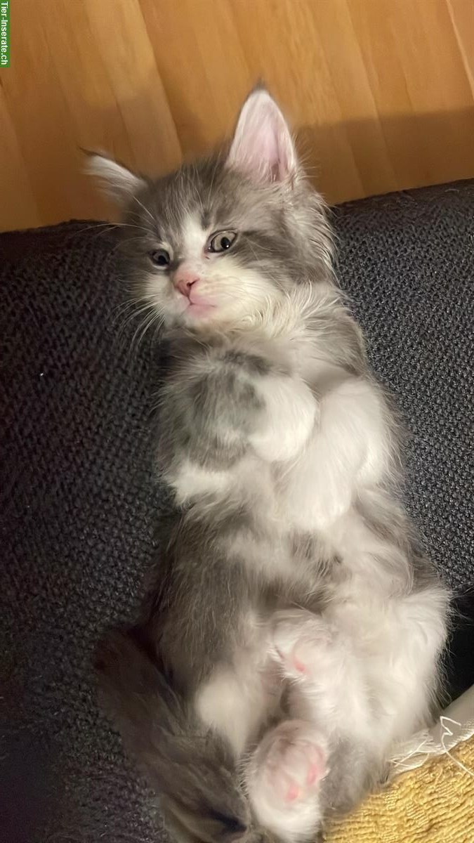 Bild 4: Maine Coon Kitten Mischlinge zu vergeben