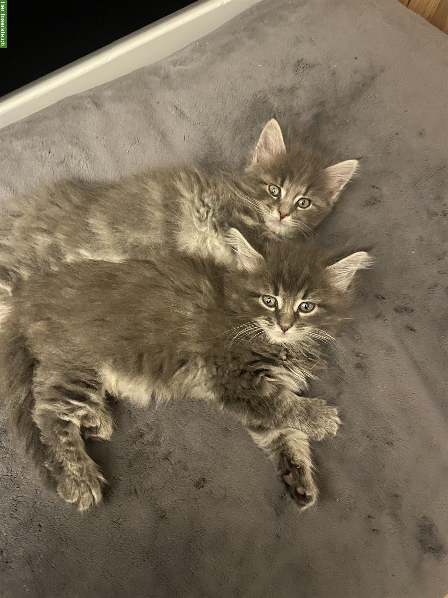 Bild 5: Maine Coon Kitten Mischlinge zu vergeben