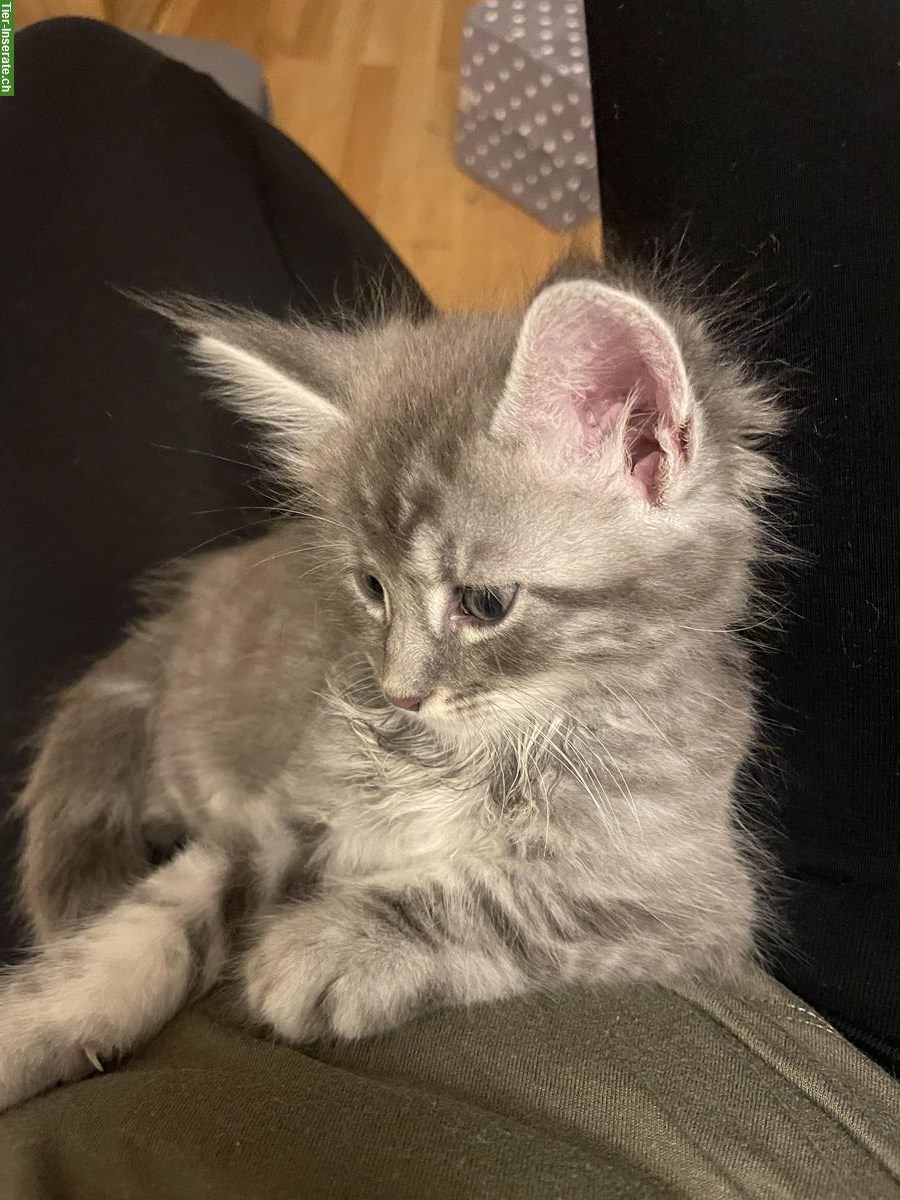 Bild 6: Maine Coon Kitten Mischlinge zu vergeben