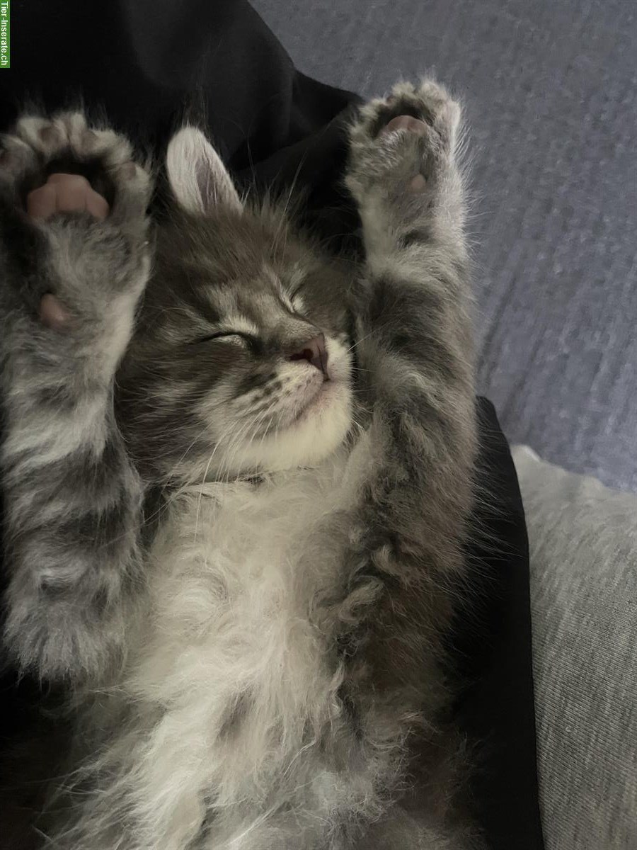 Bild 7: Maine Coon Kitten Mischlinge zu vergeben