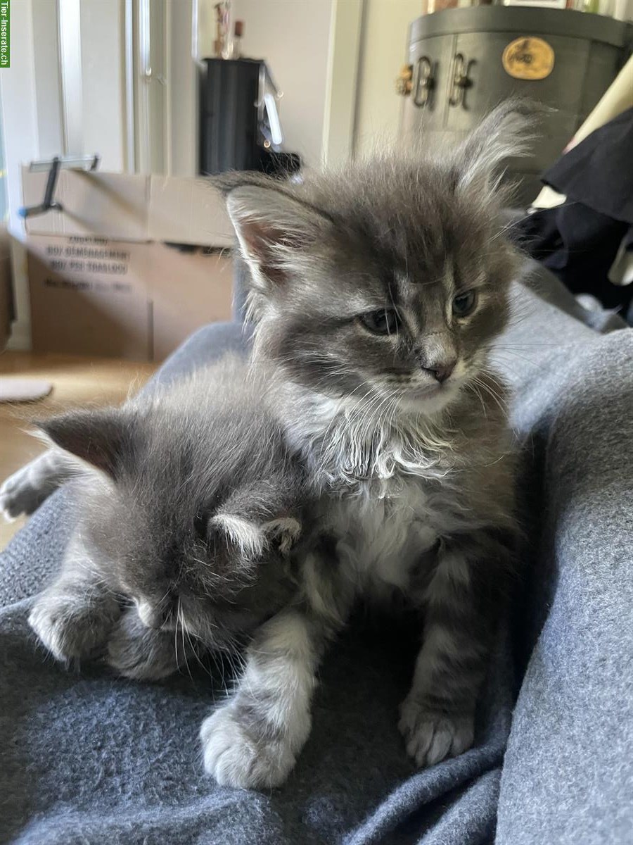 Bild 8: Maine Coon Kitten Mischlinge zu vergeben