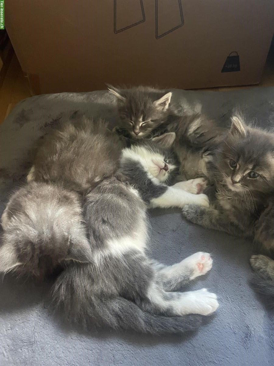 Bild 9: Maine Coon Kitten Mischlinge zu vergeben