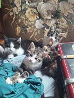 4 Bauernhof Kitten, stubenrein, suchen ihr Zuhause