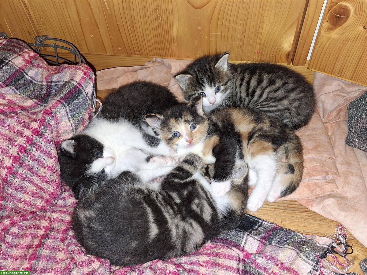 Bild 2: 4 Bauernhof Kitten, stubenrein, suchen ihr Zuhause