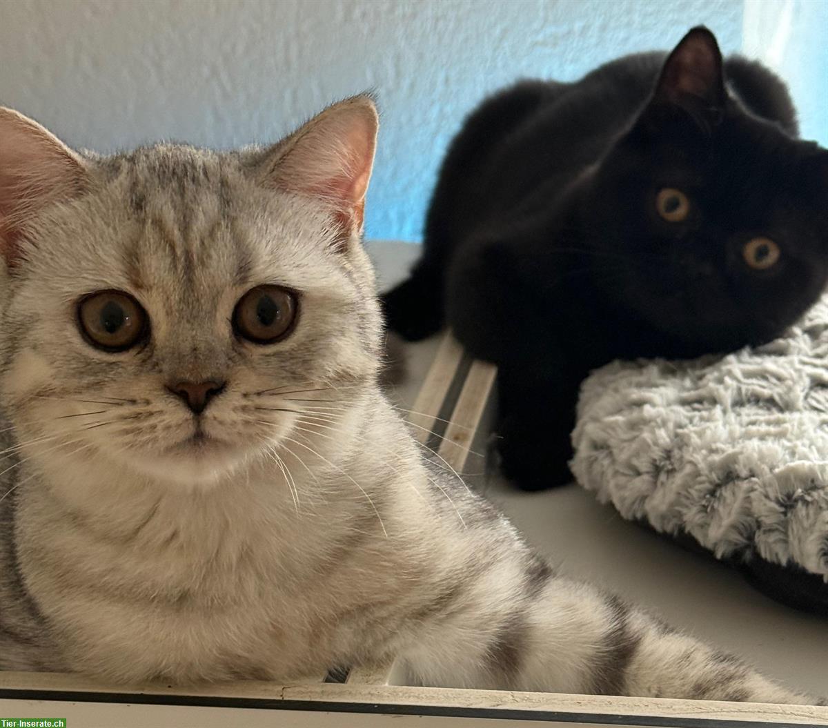 Britisch-Kurzhaar-Kitten Geschwister zusammen abzugeben