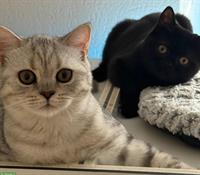 Britisch-Kurzhaar-Kitten Geschwister zusammen abzugeben