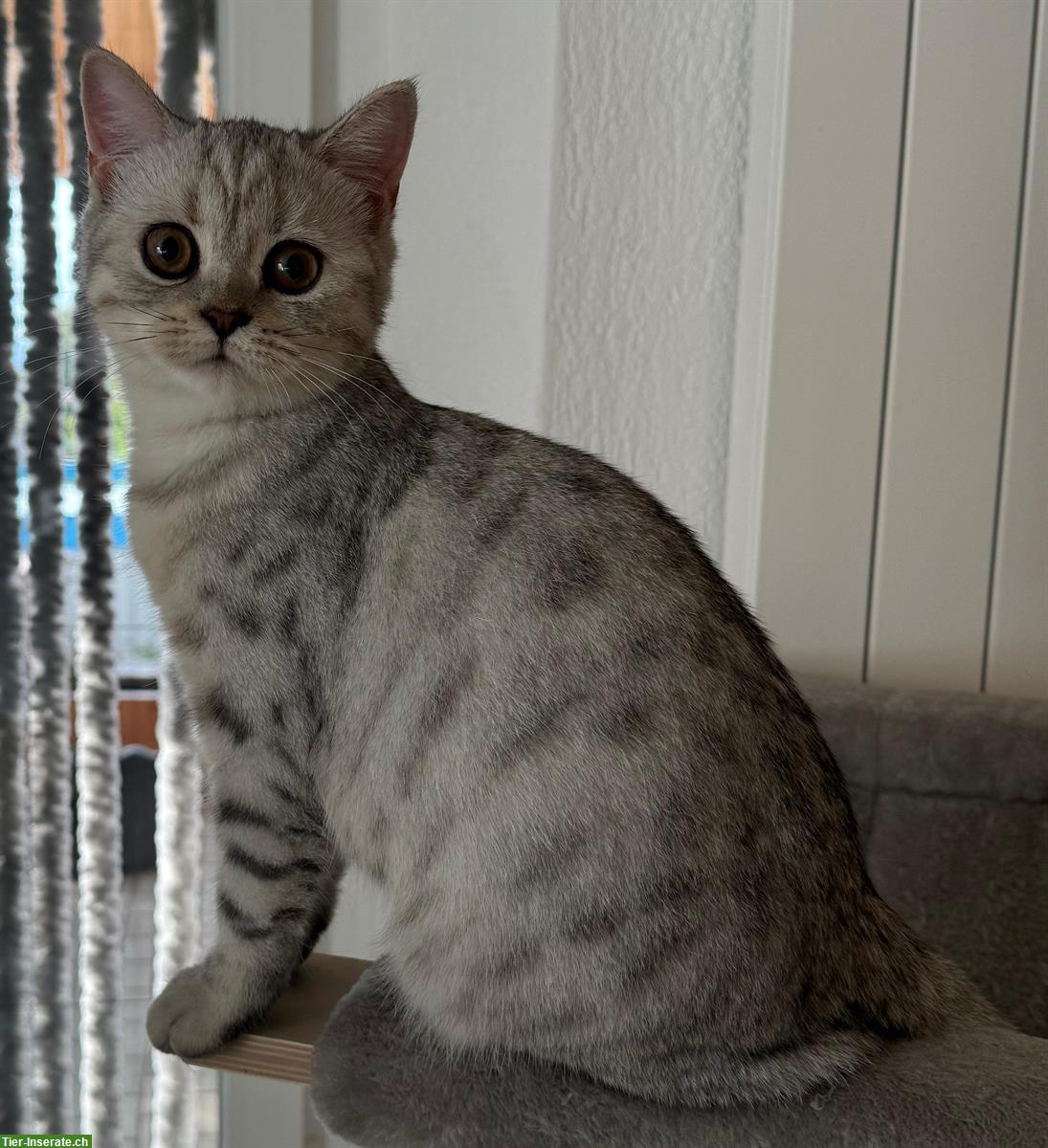 Bild 2: Britisch-Kurzhaar-Kitten Geschwister zusammen abzugeben