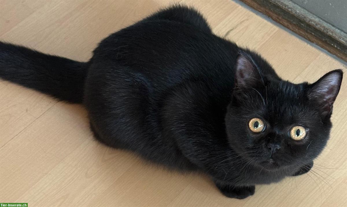 Bild 3: Britisch-Kurzhaar-Kitten Geschwister zusammen abzugeben