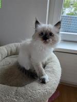 Ragdoll x Neva Masquarade Kitten, weiblich, ab 29. Sept.