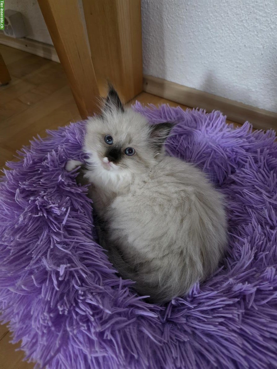 Bild 2: Ragdoll x Neva Masquarade Kitten, weiblich, ab 29. Sept.
