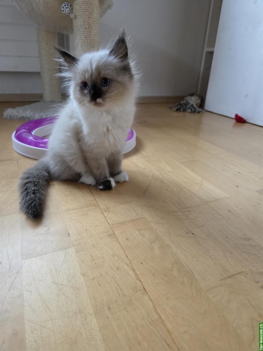 Bild 3: Ragdoll x Neva Masquarade Kitten, weiblich, ab 29. Sept.