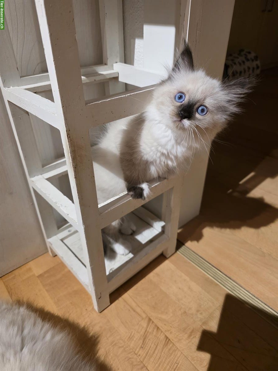 Bild 4: Ragdoll x Neva Masquarade Kitten, weiblich, ab 29. Sept.