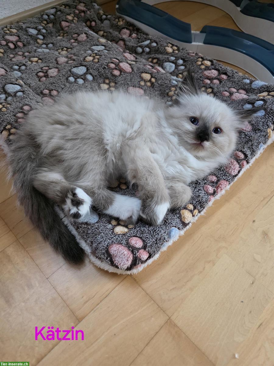Bild 5: Ragdoll x Neva Masquarade Kitten, weiblich, ab 29. Sept.
