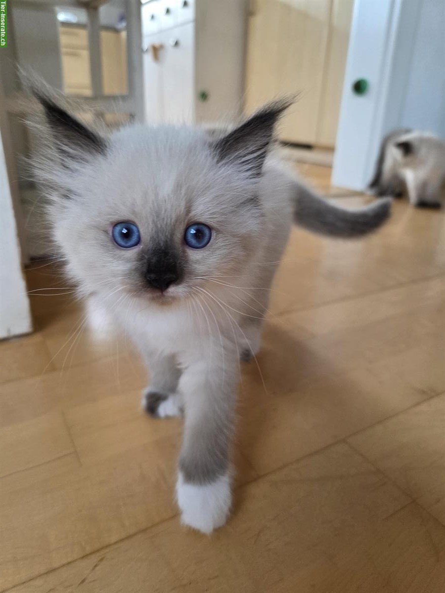 Bild 6: Ragdoll x Neva Masquarade Kitten, weiblich, ab 29. Sept.