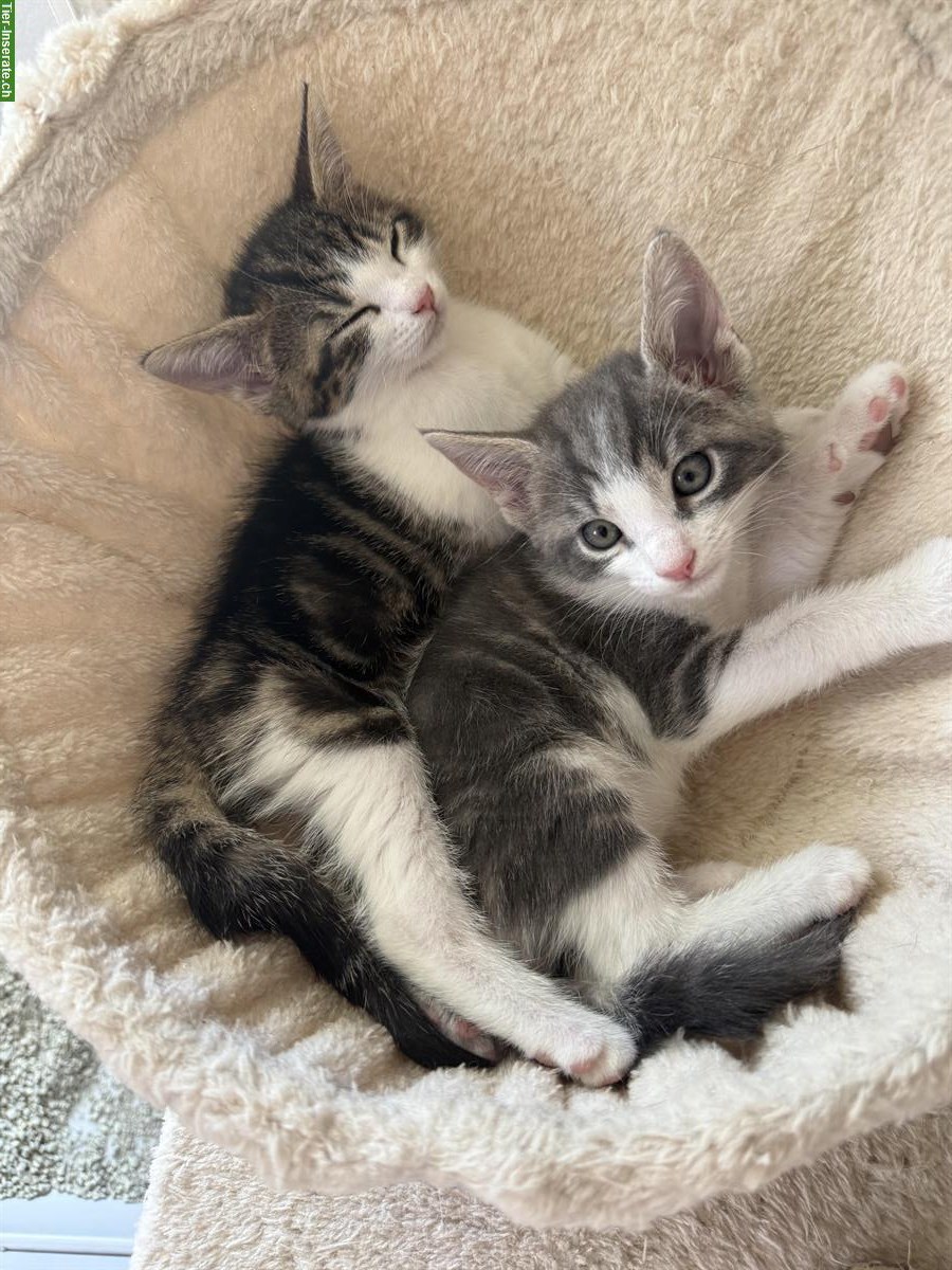 Stubenreine Kitten suchen ein neues Zuhause