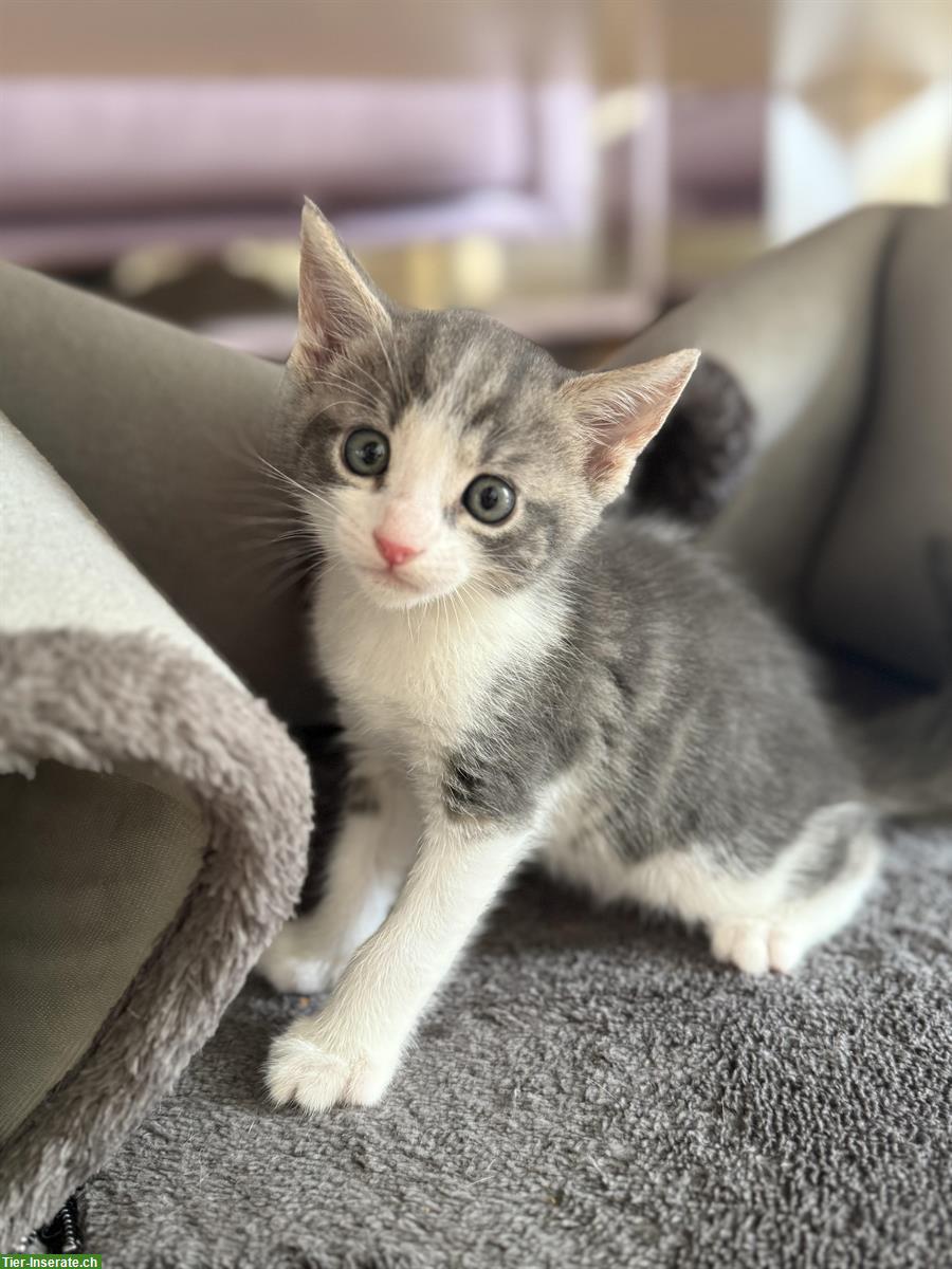 Bild 2: Stubenreine Kitten suchen ein neues Zuhause