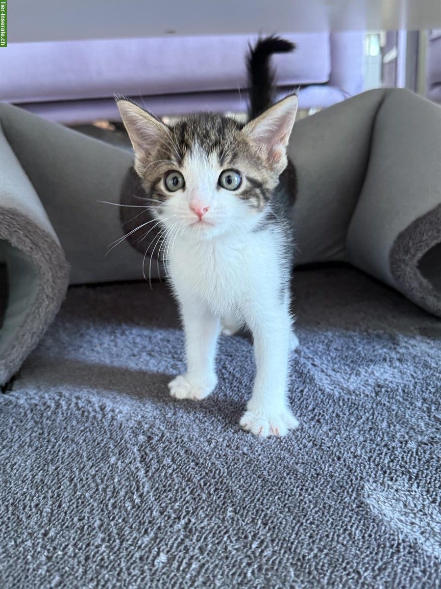 Bild 3: Stubenreine Kitten suchen ein neues Zuhause