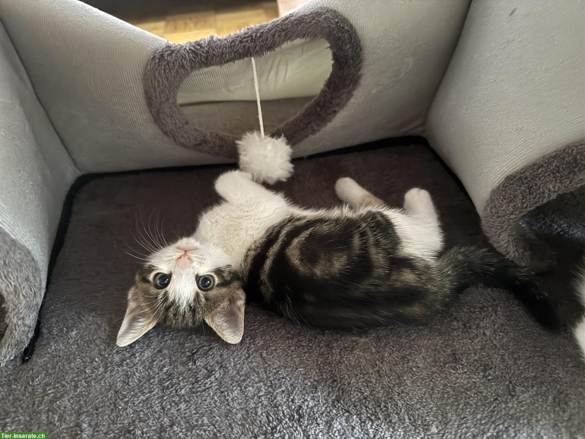 Bild 4: Stubenreine Kitten suchen ein neues Zuhause