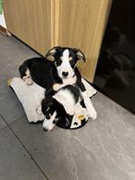 Appenzeller Sennenhund Mischlingswelpen abzugeben