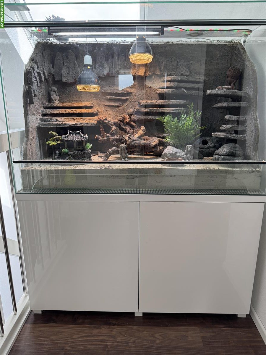 4 Leopardgeckos mit Terrarium und Möbel zu verkaufen