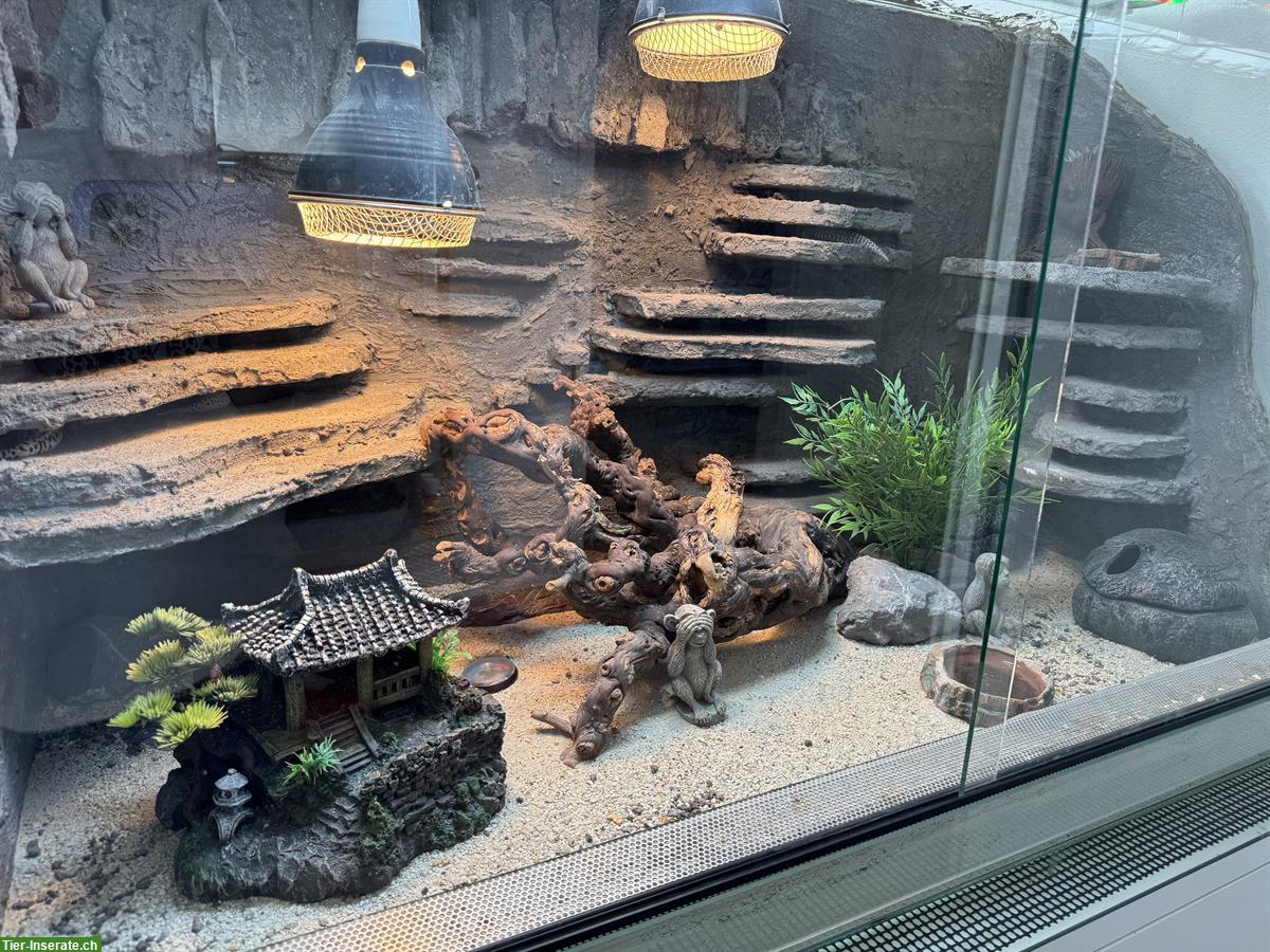 Bild 2: 4 Leopardgeckos mit Terrarium und Möbel zu verkaufen