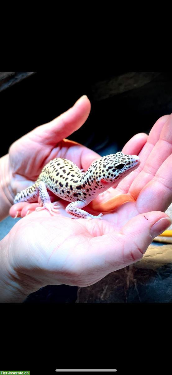Bild 3: 4 Leopardgeckos mit Terrarium und Möbel zu verkaufen
