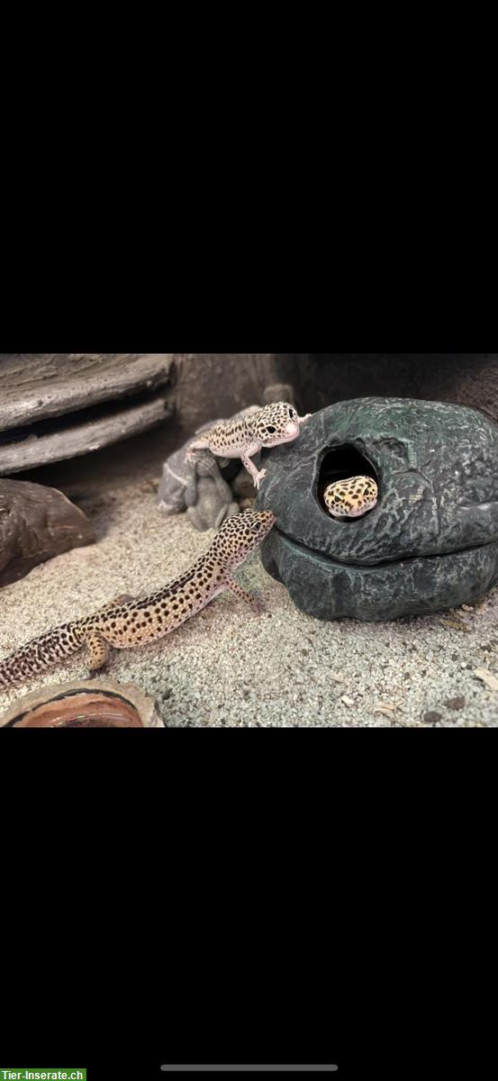 Bild 4: 4 Leopardgeckos mit Terrarium und Möbel zu verkaufen