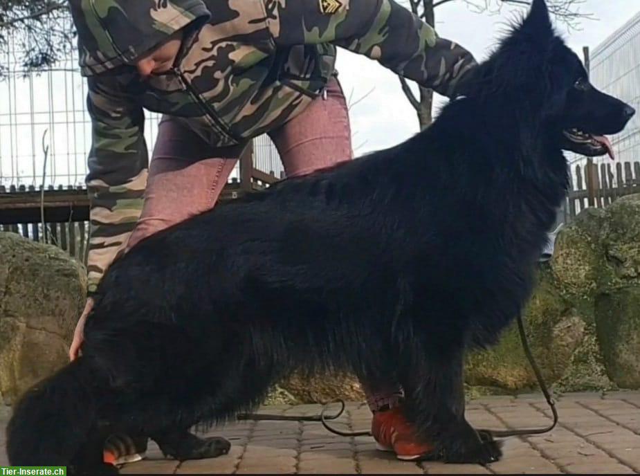 Bild 5: Deutsche Schäferhündin, schwarz-langhaarig, 5 Monate
