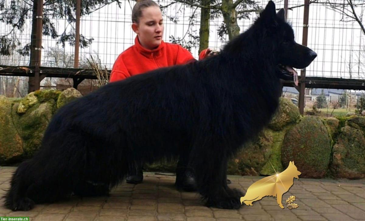 Bild 7: Deutsche Schäferhündin, schwarz-langhaarig, 5 Monate