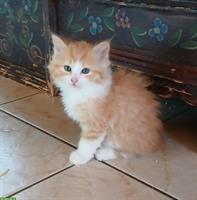 Norwegische x Sibirische Waldkatzen Kitten, mit Freigang