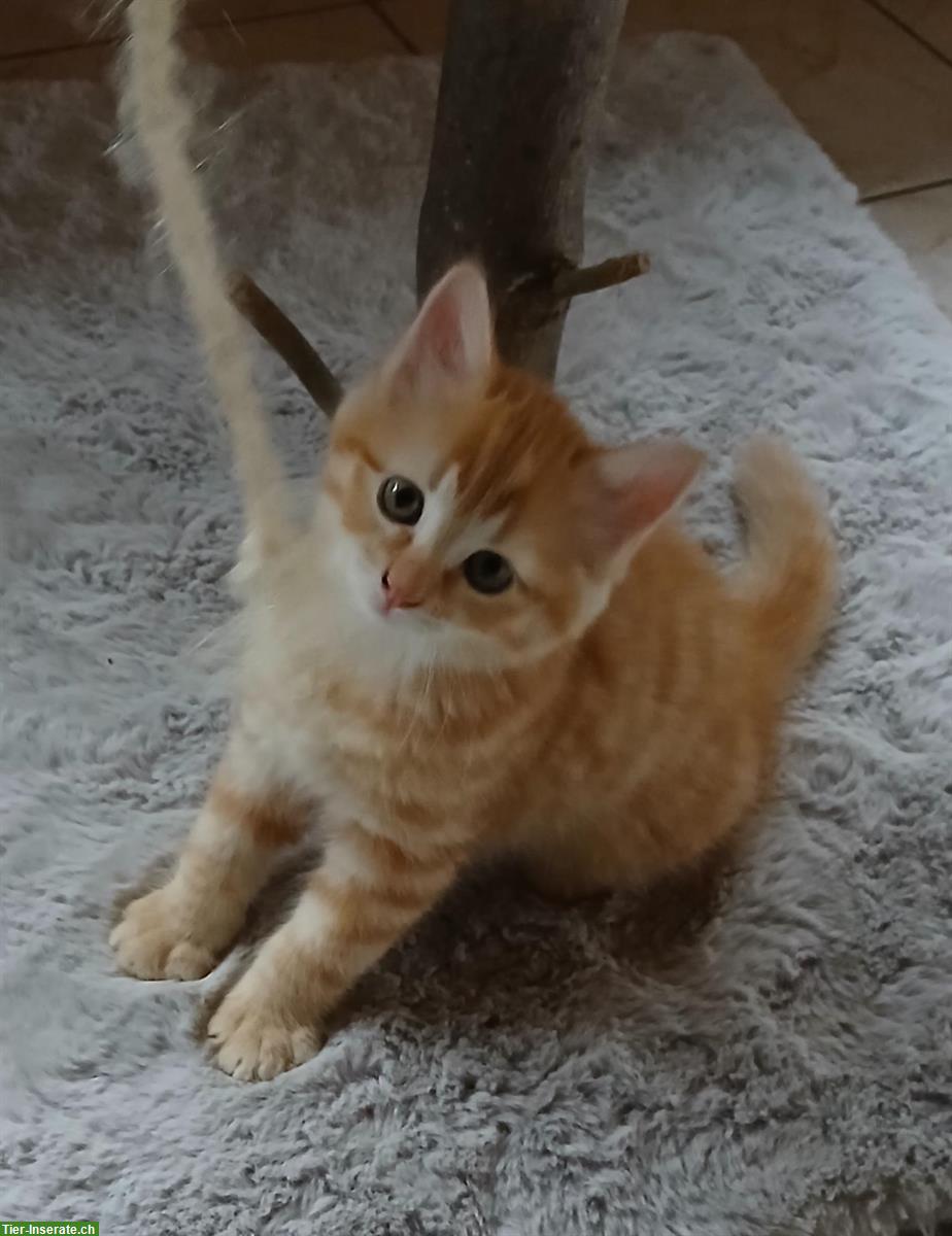 Bild 2: Norwegische x Sibirische Waldkatzen Kitten, mit Freigang