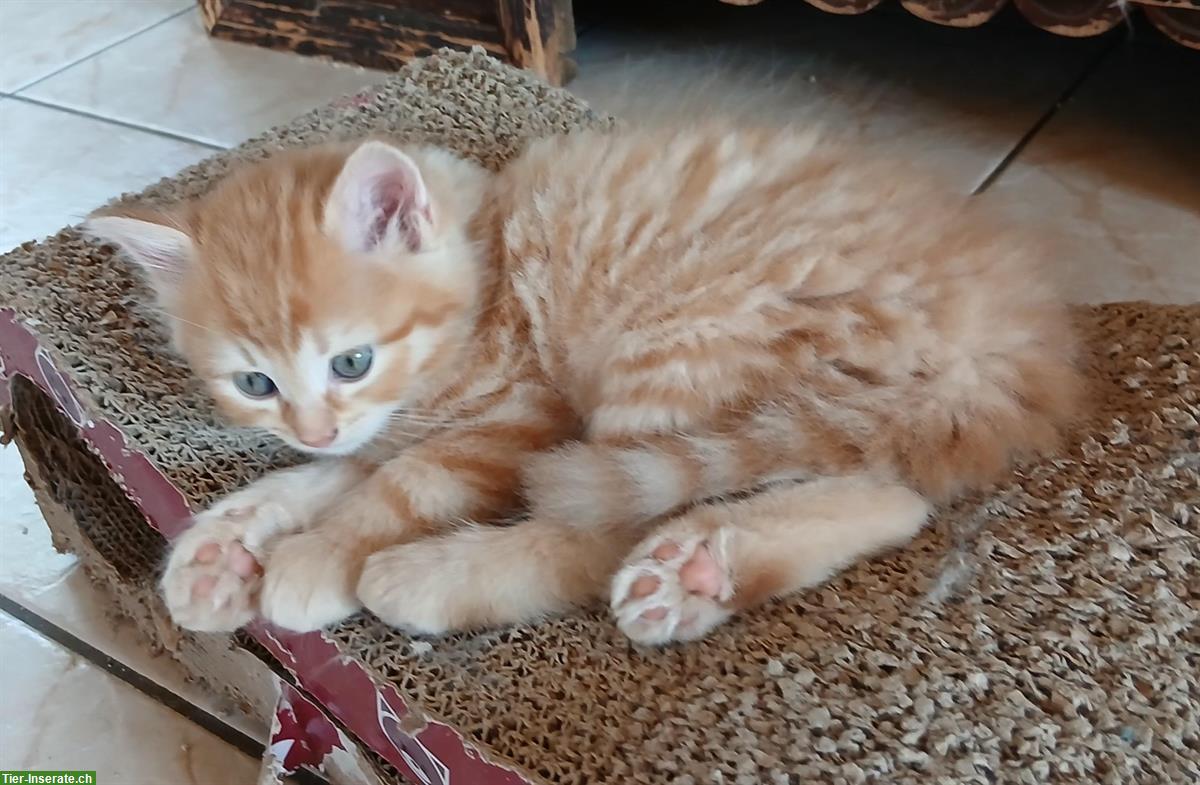 Bild 3: Norwegische x Sibirische Waldkatzen Kitten, mit Freigang