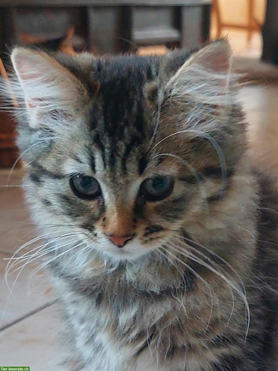 Bild 4: Norwegische x Sibirische Waldkatzen Kitten, mit Freigang