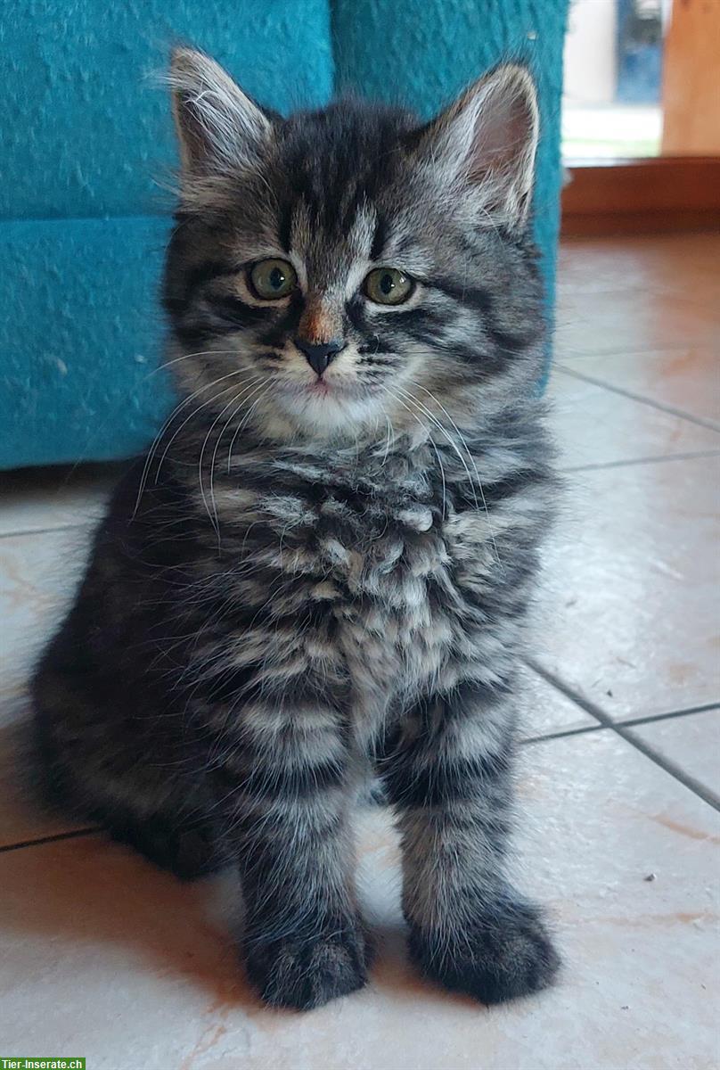 Bild 5: Norwegische x Sibirische Waldkatzen Kitten, mit Freigang
