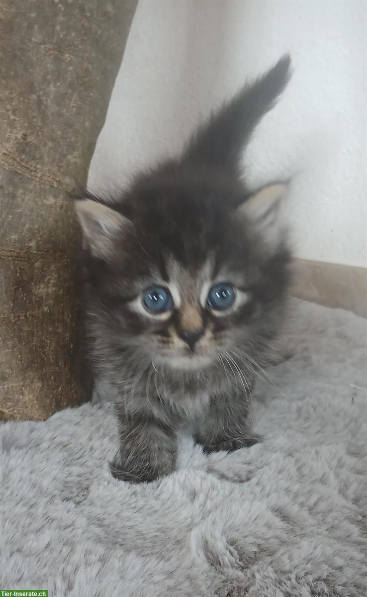 Bild 6: Norwegische x Sibirische Waldkatzen Kitten, mit Freigang