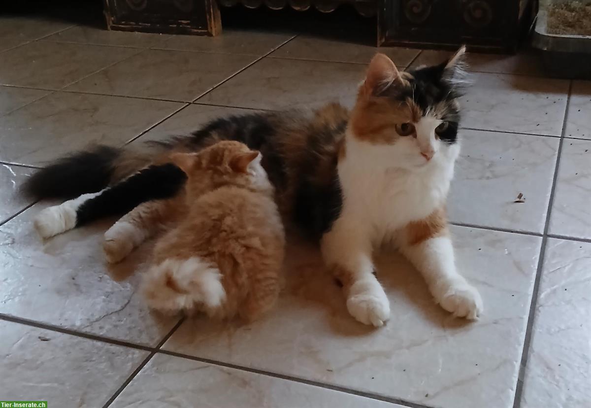 Bild 7: Norwegische x Sibirische Waldkatzen Kitten, mit Freigang