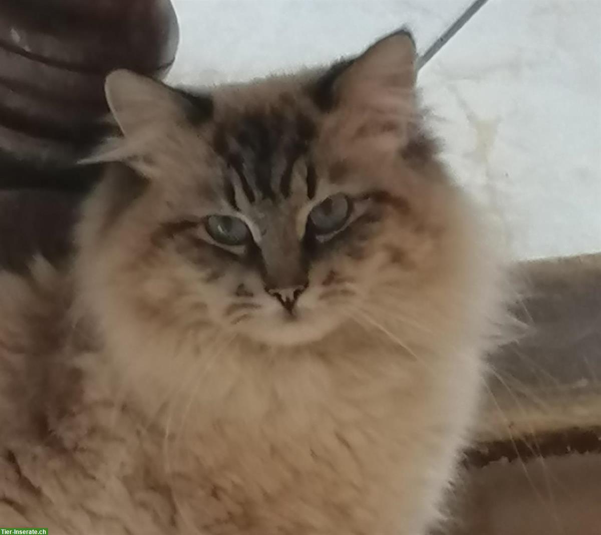 Bild 8: Norwegische x Sibirische Waldkatzen Kitten, mit Freigang