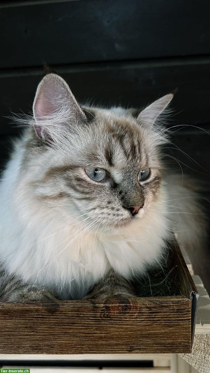 Bild 9: Norwegische x Sibirische Waldkatzen Kitten, mit Freigang