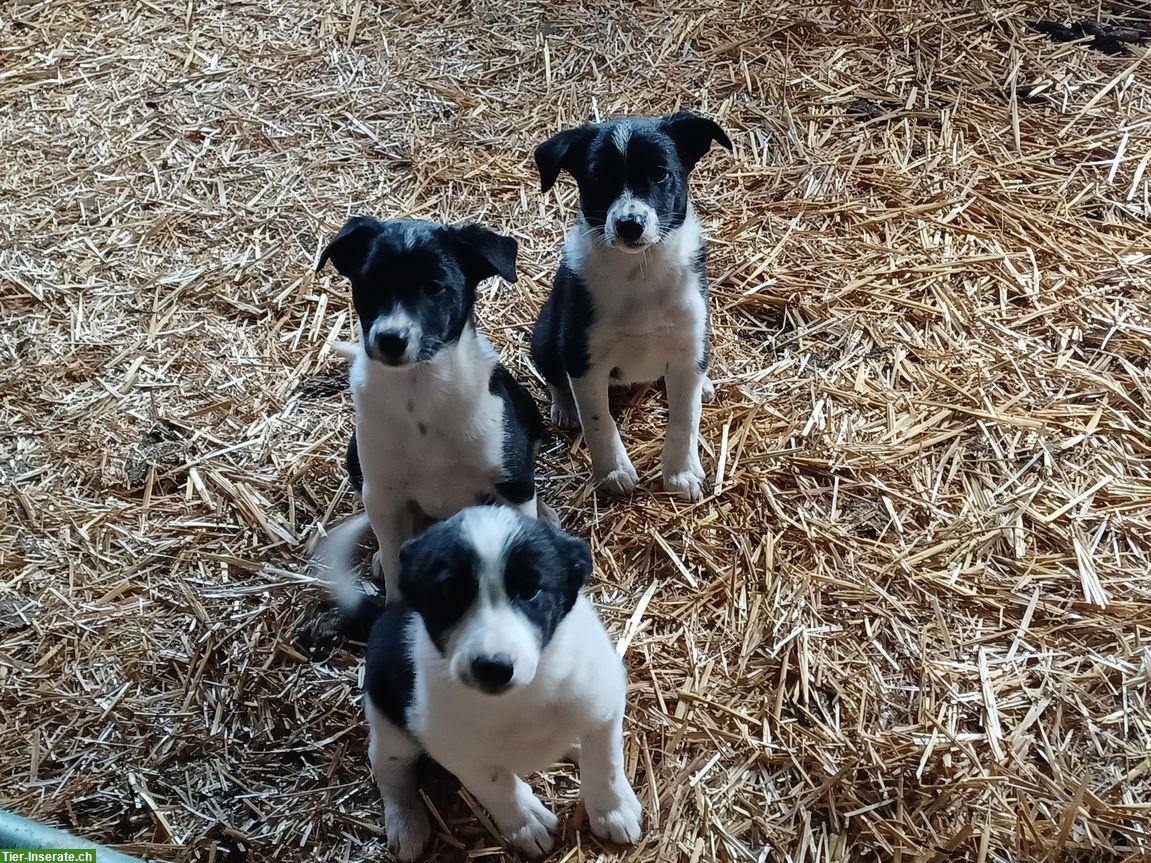 Border Collie Mischlingswelpen vom Bauernhof