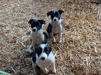 Border Collie Mischlingswelpen vom Bauernhof