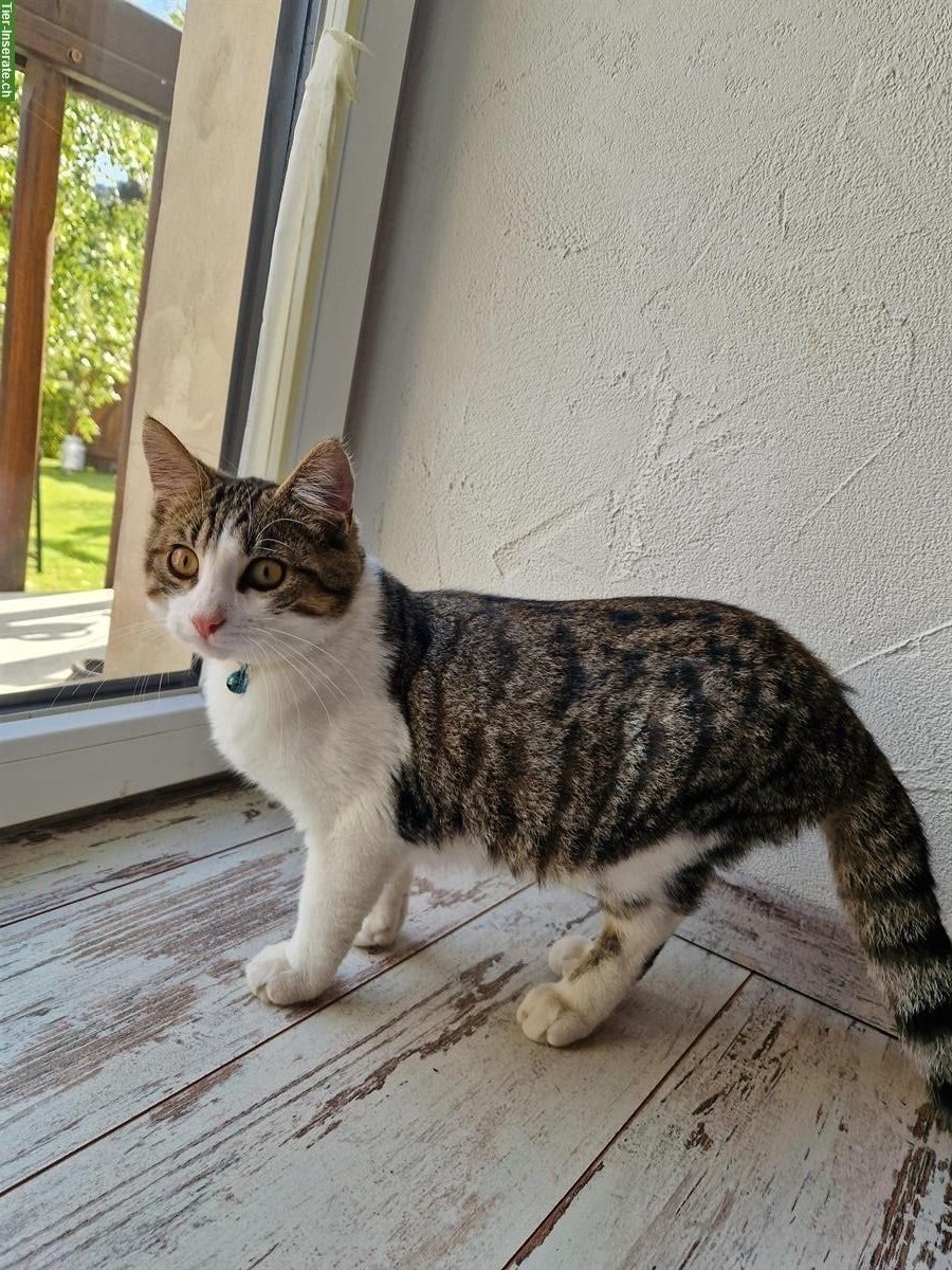 Junge Katzen suchen ein neues Zuhause