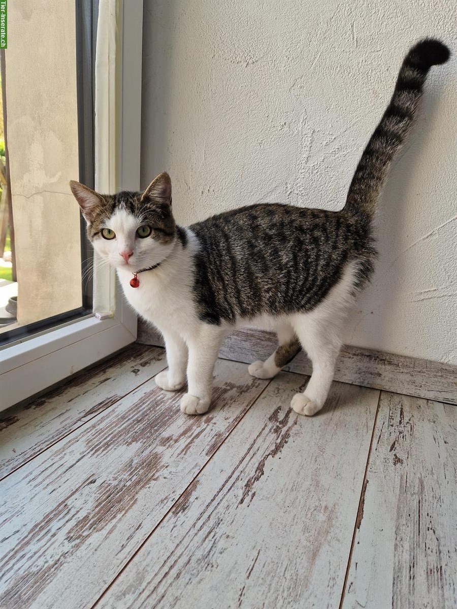 Bild 2: Junge Katzen suchen ein neues Zuhause