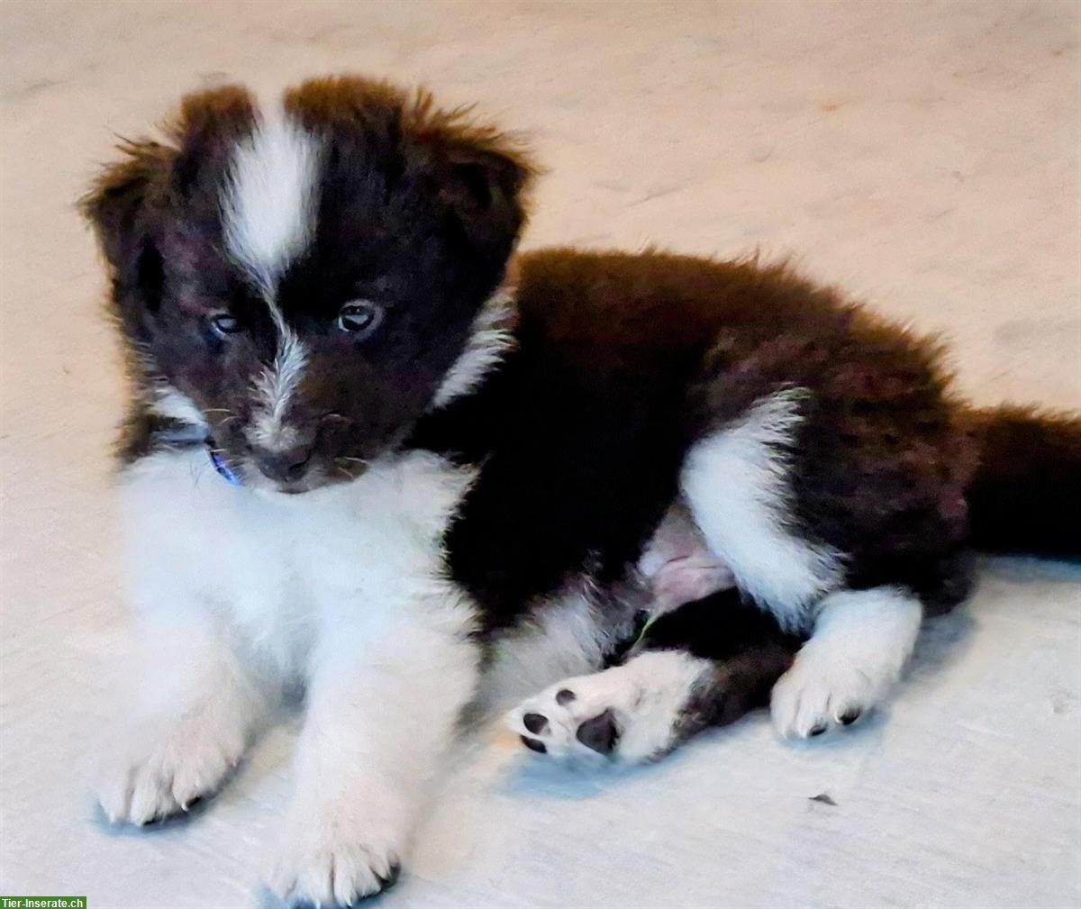 Junge Sheltie Hündin sucht passendes Körbchen