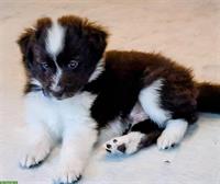 Junge Sheltie Hündin sucht passendes Körbchen