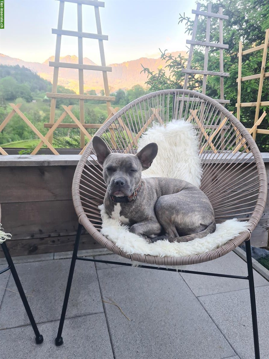 Super tolle Alternative Französische Bulldogge Hündin